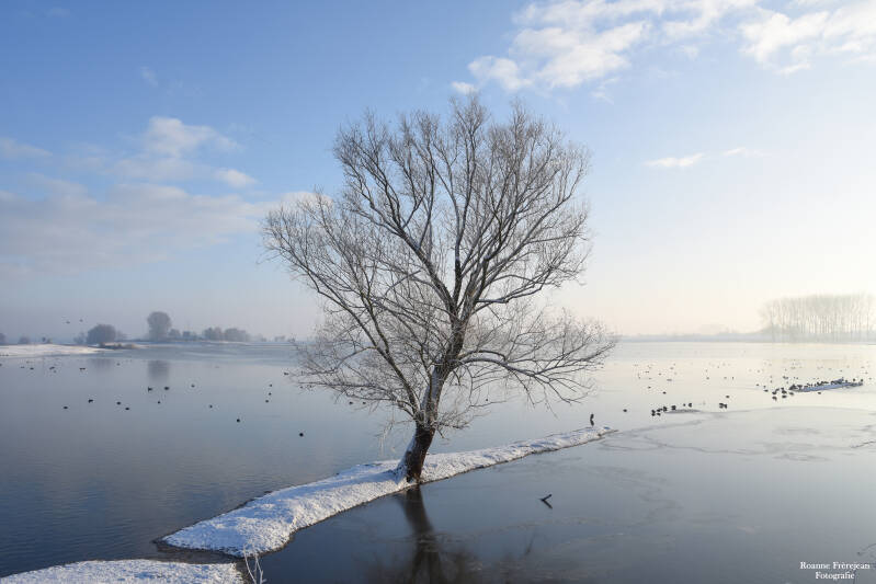 Een boom tijdens hoogwater en sneeuw