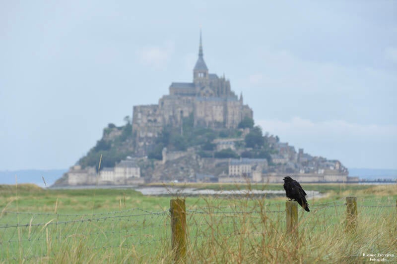 Een zwarte kraai bij Le-Mont-Saint-Michel