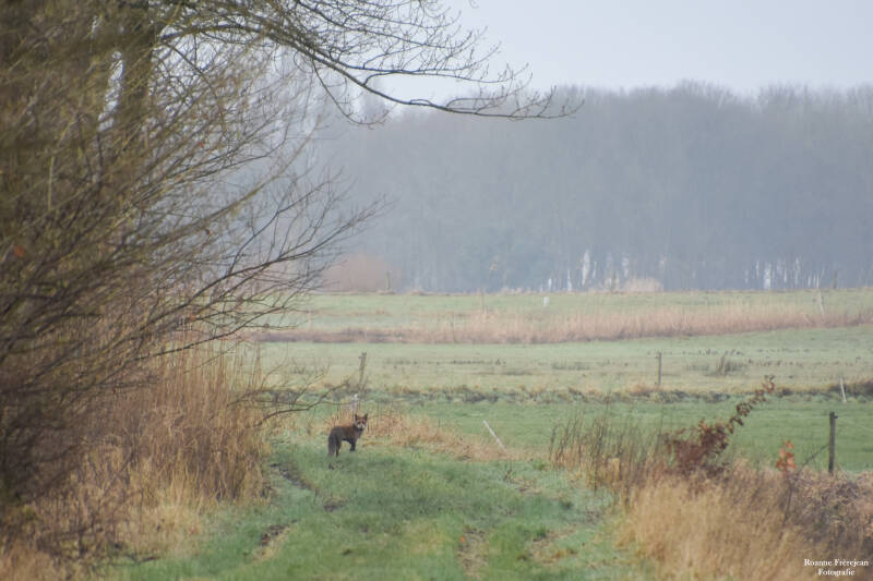Een vos in Maas en Waals landschap
