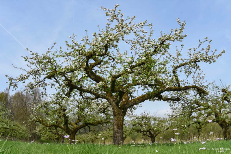 Lente in een boomgaard