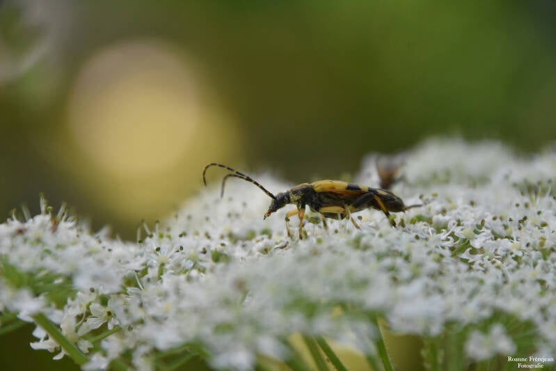 Een geringelde smalboktor