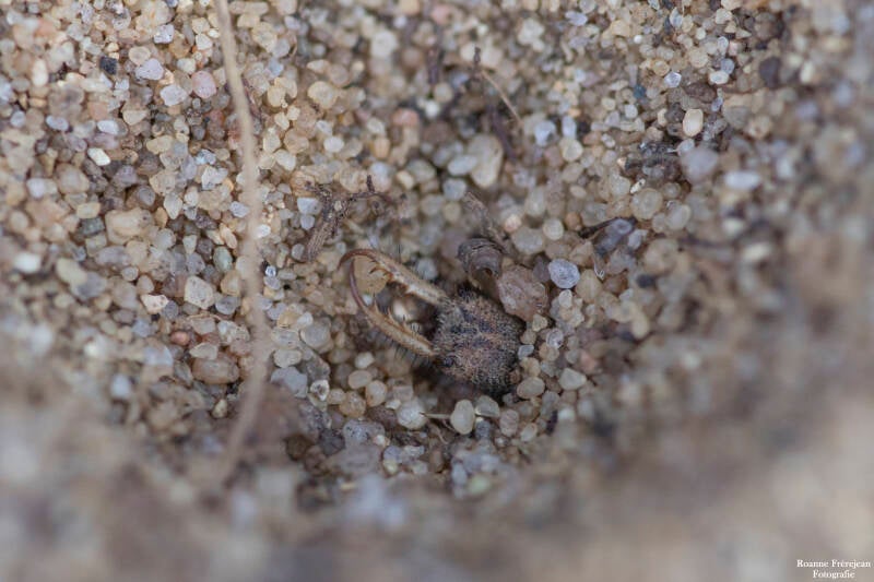 Larve van een mierenleeuw