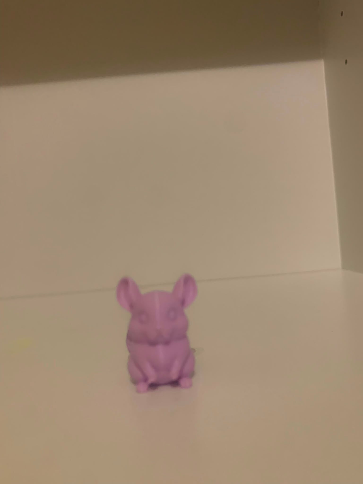 hamster