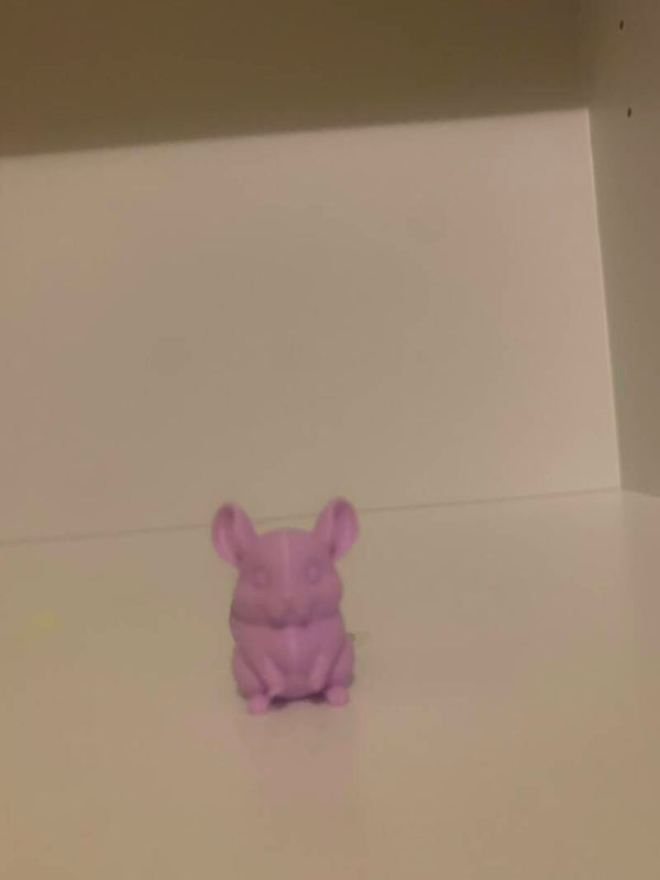 hamster