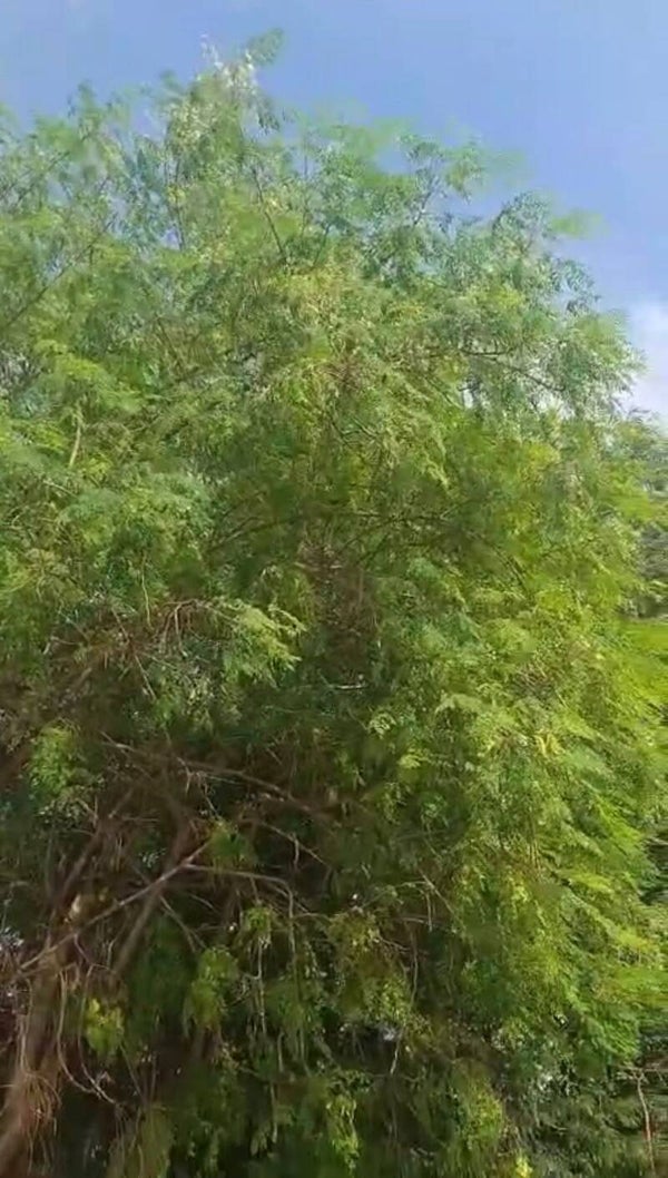500 g Moringa Blattpulver für Pferde