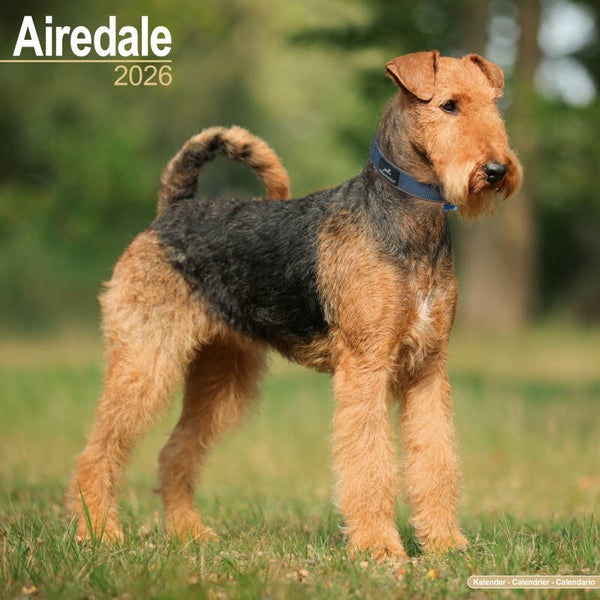 Kalender Airedale Terriers