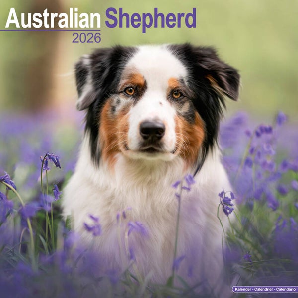 Kalender Australian Shepherds