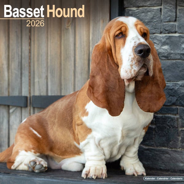 Kalender Basset Hounds