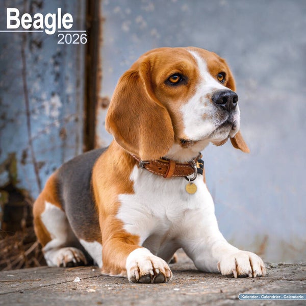Kalender Beagle