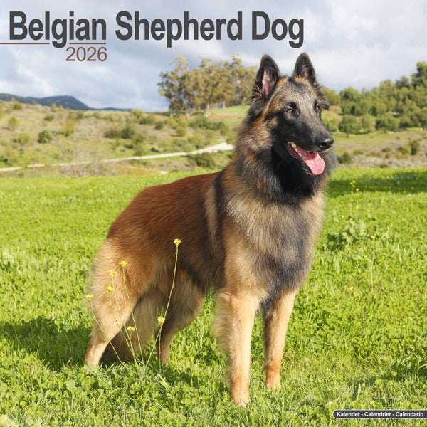 Kalender Belgian Shepherd
