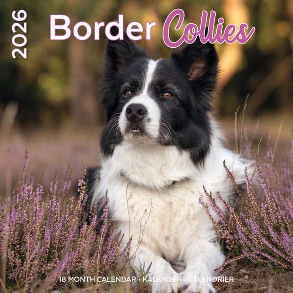 Kalender Border Collies