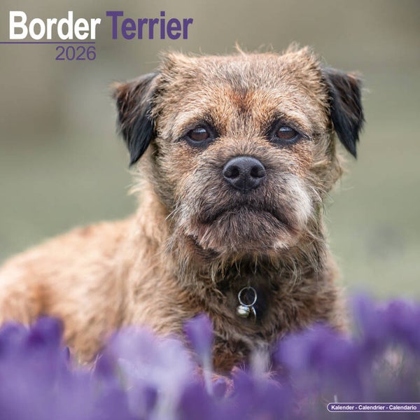 Kalender Border Terriers