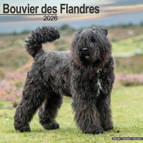 Kalender Bouvier des Flandres