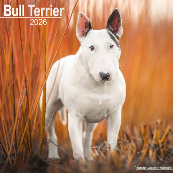 Kalender Bull Terriers