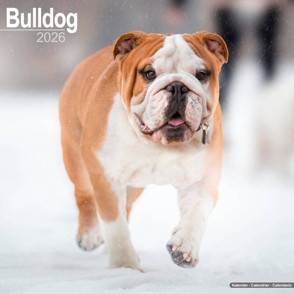 Kalender Bulldogs