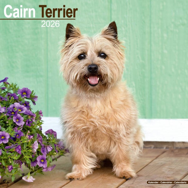 Kalender Cairn Terriers