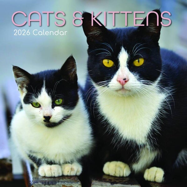 Kalender Cats Kitten
