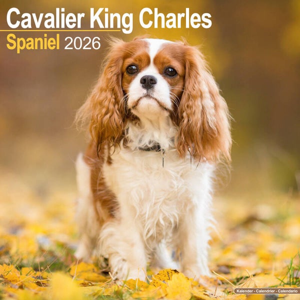 Kalender Cavalier King Charles spaniel