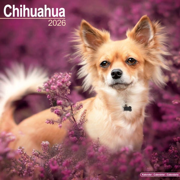 Kalender Chihuahuas