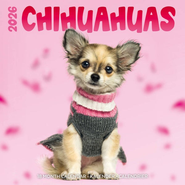 Kalender Chihuahuas Studio