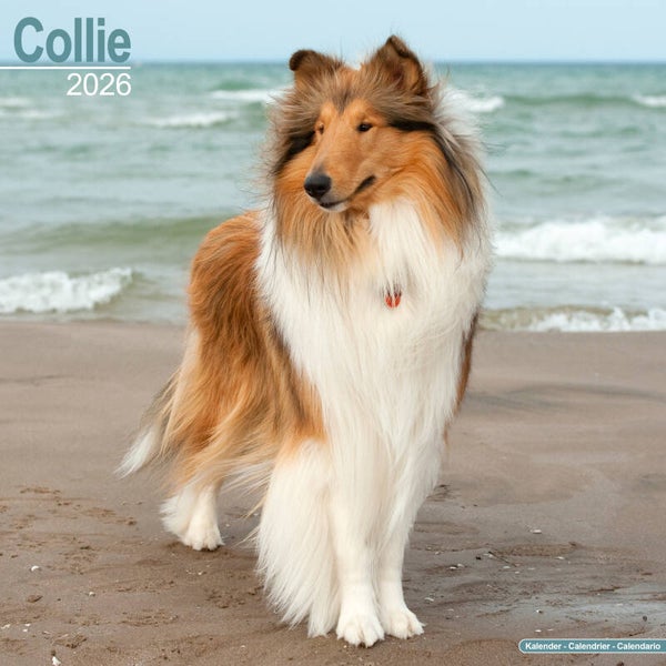Kalender Collies
