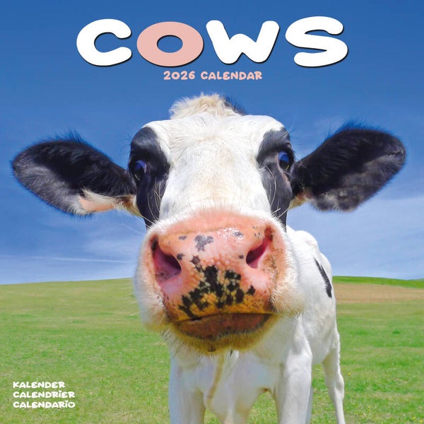 Kalender Cows