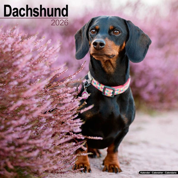 Kalender Dachshund