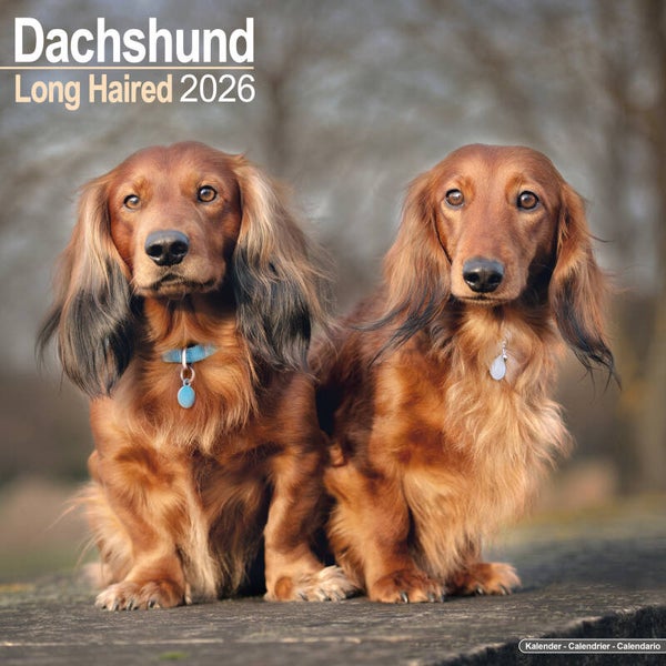 Kalender Dachshund Long