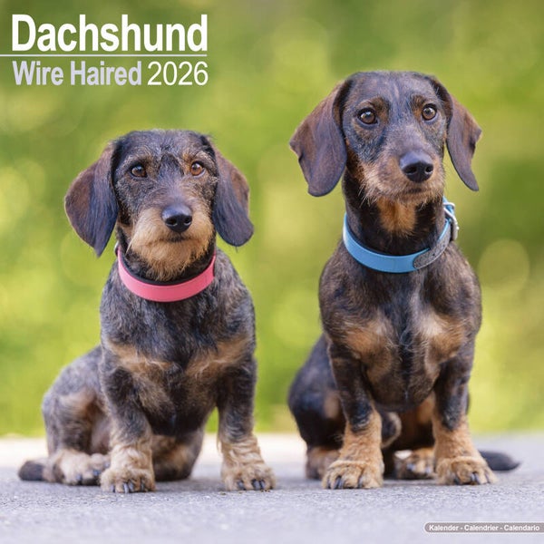 Kalender Dachshunds Wire