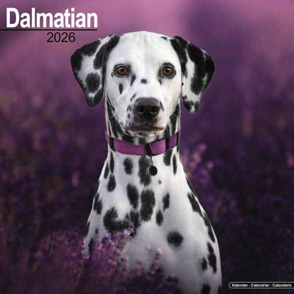 Kalender Dalmatians