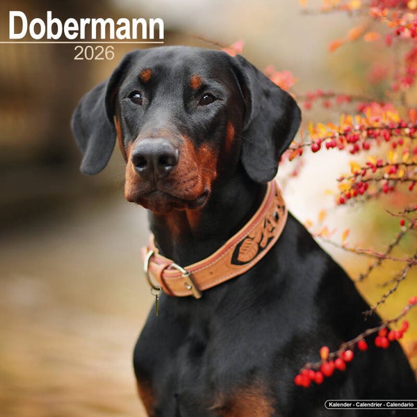 Kalender Dobermans
