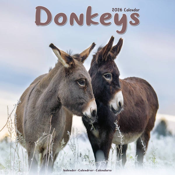 Kalender Donkeys