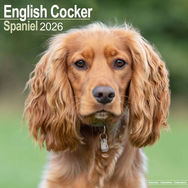 Kalender English Cocker Spaniels