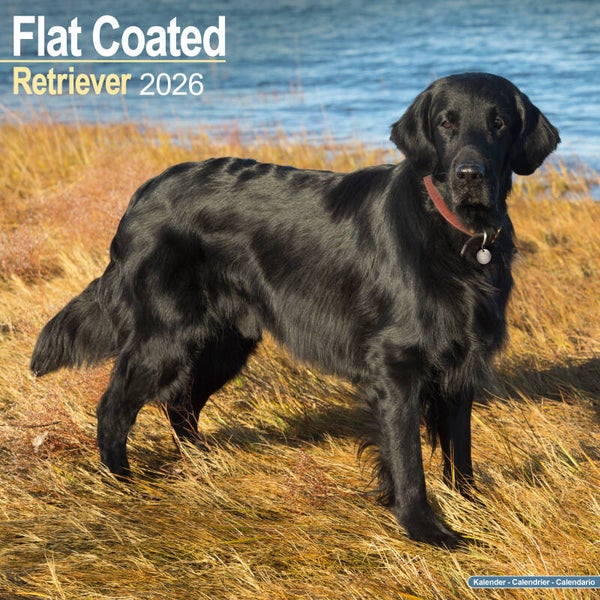 Kalender Flat Coated Retriever