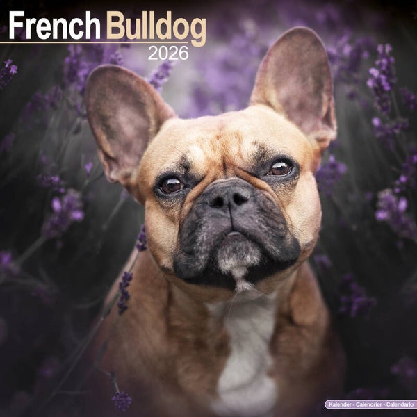 Kalender French Bulldogs