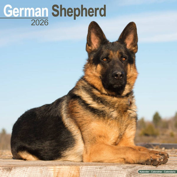 Kalender German Shepherds