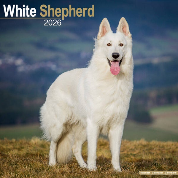 Kalender German Shepherds White