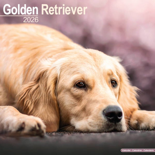 Kalender Golden Retrievers