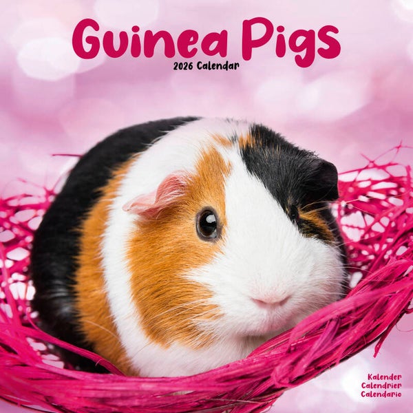 Kalender Guinea Pigs
