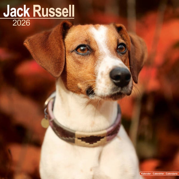 Kalender Jack Russell