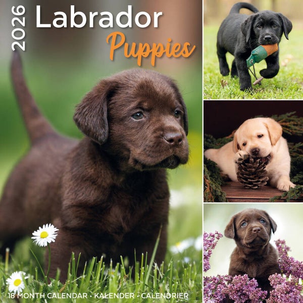 Kalender Labrador Pups