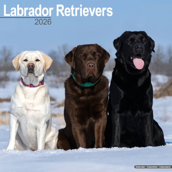Kalender Labrador Retrievers