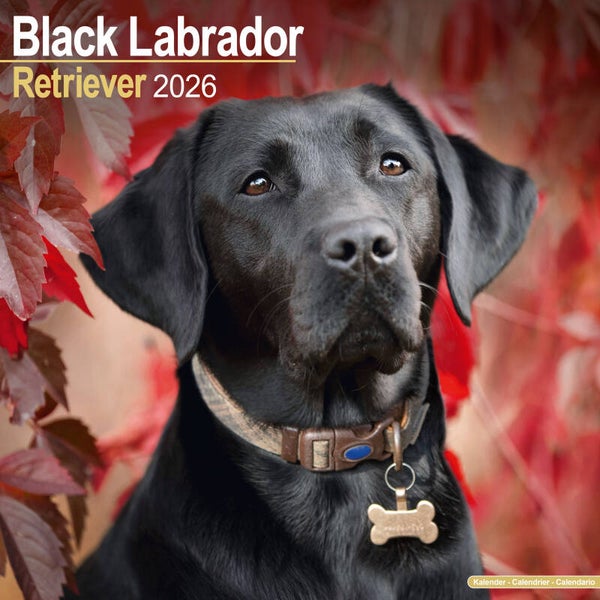 Kalender Labrador Retriever Black
