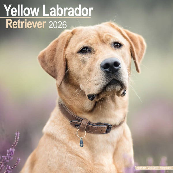 Kalender Labrador Retriever Yellow