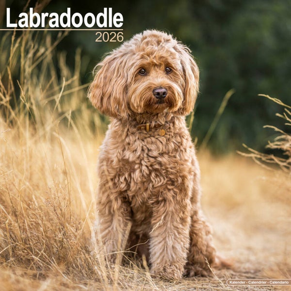 Kalender Labradoodles
