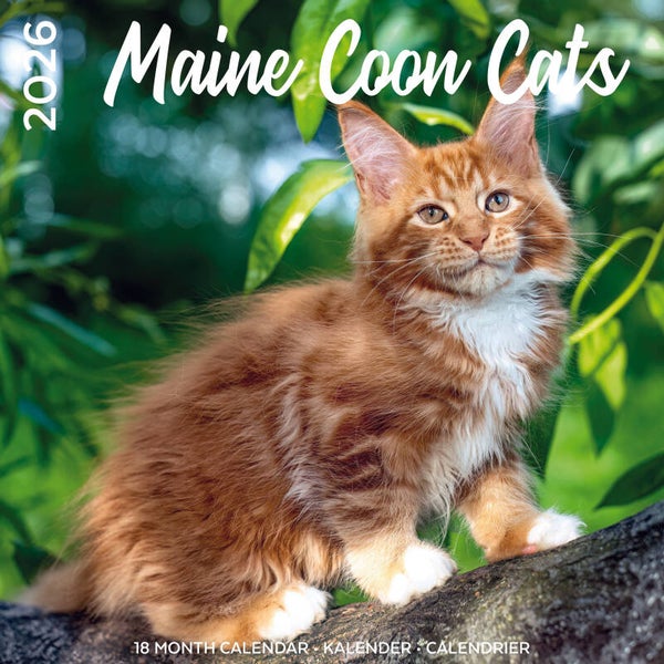 Kalender Maine Coon Cats