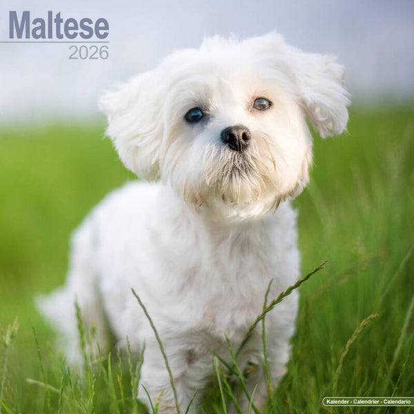 Kalender Maltese