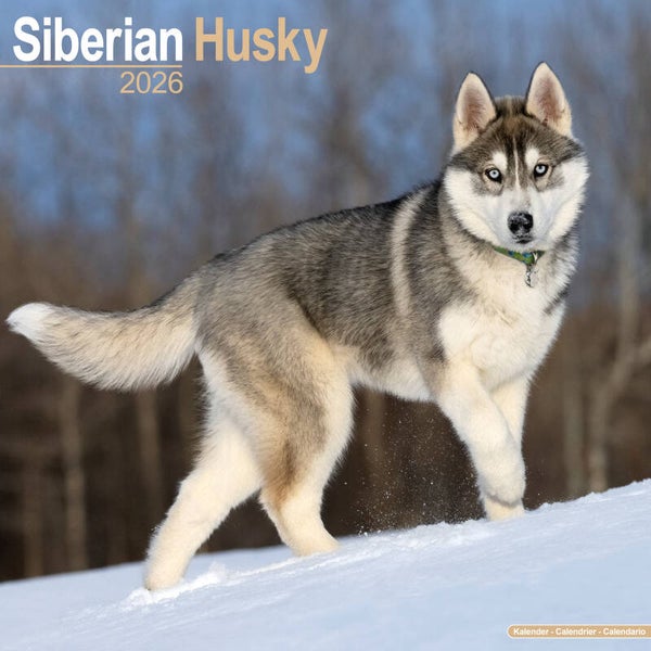 Kalender Siberian Huskies