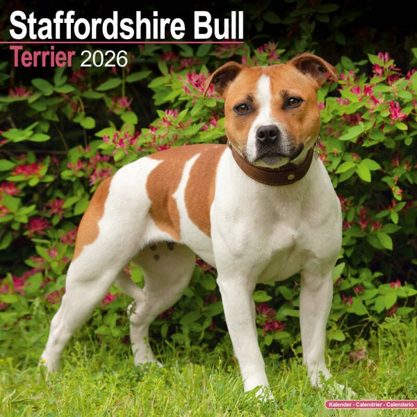 Kalender Staffordshire Bull Terriers