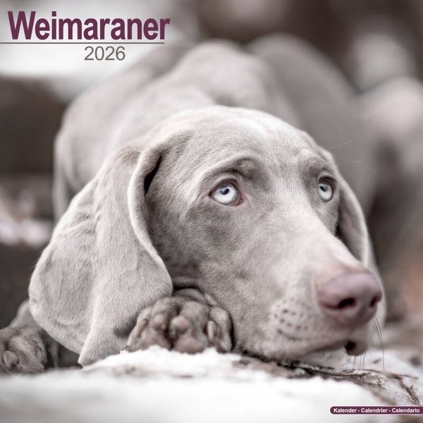 Kalender Weimaraners
